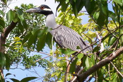 Yellow-crowned Night Heron